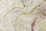 Polished Neoarchean Stromatolite Fossil - Western Australia #180118-1